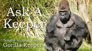 Ask A Keeper  Gorillas [upl. by Norbel]