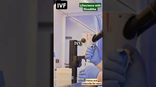 In Vitro Fertilization and Microinjection process in IVF ivfmicroinjectiongenetic engineering [upl. by Pulchi]