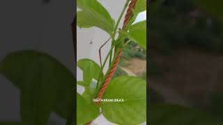 Allamanda creeperSEETHARAM IDEASmaadithottam gardening flowers shortsvideo [upl. by Macey]