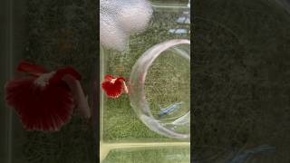 Betta fish breeding ♥️😍 cute moments shorts bettafish breeding [upl. by Acilgna]