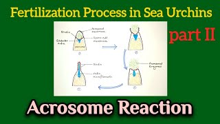 Acrosome Reaction in Sea Urchin  Fertilization in Sea Urchin  Acrosome AM Biologie Notes [upl. by Rebmac]