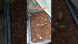 Dahlia seed germination dahlias villagegarden gardening ytshorts nature shortvideo shorts [upl. by Yborian]