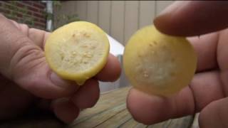 ⟹ Amarylla Tomatillo Taste Test PT1  CHECK IT OUT  TOMATILLO [upl. by Clance]