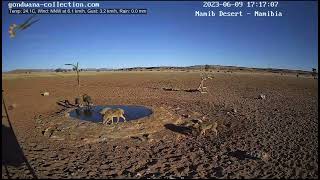 Bat eared foxes disturb blackbacked jackals [upl. by Garmaise]