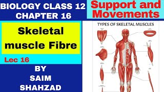 Biology Class 12 Chapter 16 Support and Movements Topic Skeletal muscle Fibre in Urdu Hindi [upl. by Levitus192]