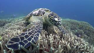 Hawksbill Turtle Eating Sponge on a Coral Reef [upl. by Locke]