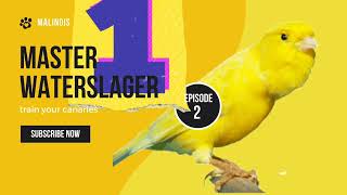 Malinois Waterslager Canary Training Song Master episode 2 وتر سلاجر مالينوا [upl. by Zachariah]