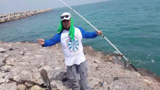 Hardhead catfish caught in Kuwait صيد سمك السلور بلكويت [upl. by Stockmon]