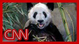 Wild China Pandas  Living With Giants  Panda Documentary  Natural History [upl. by Denten]