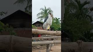 Greater adjutant animal birds short [upl. by Lovett]