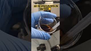 PEPSI VS BACTERIA UNDER MICROSCOPE shorts video [upl. by Assirt]