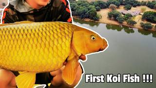 Beautiful Yellow Koi Fish Caught in South Africa  Excellent Spot for Big Carp Fishing [upl. by Rolyab863]