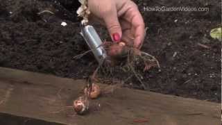 How to Plant Crocosmia Bulbs [upl. by Tamma]