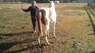 Equine Ataxia Need diagnosis part 1 [upl. by Sikleb]