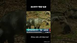 四川羚牛“带娃”出游Sichuan takin with baby travel [upl. by Arraek]