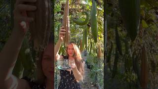 Harvesting Sponges In My Backyard Luffa Sponges backyardhomestead backyardgardening luffa [upl. by Slater198]