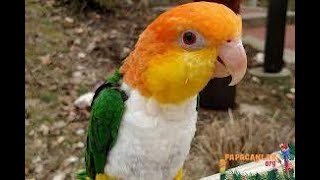 Parrots That Kill LaughingCaique Cockatoo SO FUNNY [upl. by Edmea84]