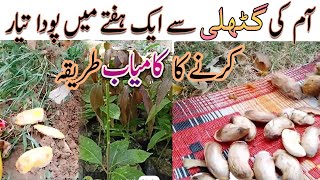 Grow Mango Plant from Seeds in Just One Week  Successful Experiment of Mango Seeds Complet Info [upl. by Eillam]