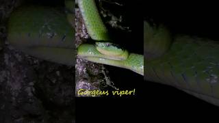 Gorgeous viper reptile venomous snake animals dangerous [upl. by Herculie336]