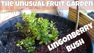 Planted Lingonberry Bush Added To The Unusual Fruit Garden [upl. by Ladin462]