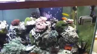 Dons Aquaripure Denitrator Video Testimonial [upl. by Drapehs]