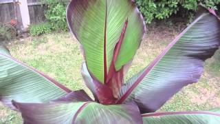 Ensete maurelii [upl. by Healey]