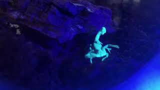 Biofluorescent Scorpion Under Ultraviolet Light 1080p 60FPS [upl. by Leopoldeen]