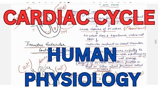 Cardiac cycle Events and Phases Pressure and Volume changes during cardiac cycle [upl. by Baal171]