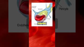 The BloodBrain Barrier BBB [upl. by Nareht]