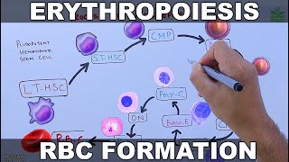 Blood Formation RBCs new system dr mohamed fayez [upl. by Eizle240]