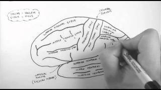 Brain Anatomy 1  Gross Cortical Anatomy Lateral Surface [upl. by Atok]