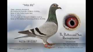 Janssen Pigeons Arendonk [upl. by Nivat]