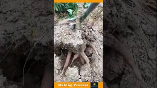 The Process Of Uprooting A Plant With The Help Of Tools [upl. by Baskett274]