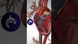 Heart Circulation  3D Animation heart heartbeat [upl. by Naj]