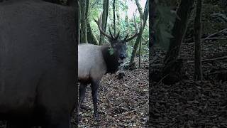 Roosevelt Elk Bugle [upl. by Prudhoe]