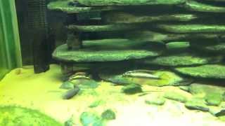 Breeding Kribensis Cichlids with Blockhead Keyhole Cichlids amp Kribensis Fry [upl. by Ibocaj696]