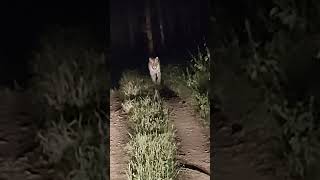 Night safari rukhad buffer zone female tiger wildlife [upl. by Refennej]