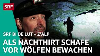 Amerikaner Joshua Nachtwächter über 700 Schafe im Sommer  ZAlp – SRF bi de Lüt  2024 – 24  SRF [upl. by Far824]