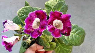 How to Plant Grow amp Care for GLOXINIA  Indoor or Outdoor Start to Finish [upl. by Ettenan566]