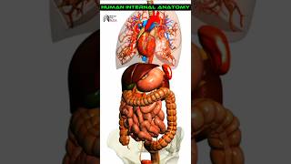 Human Internal Anatomy medical animation 3d short [upl. by Orimisac]