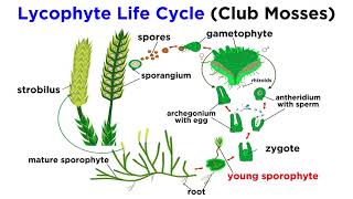 Lycophytes Early Vascular Plants [upl. by Garth968]