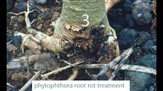 phytophthora root rot treatment [upl. by Stoller663]