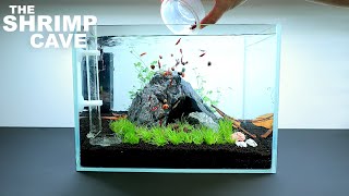 The Shrimp Cave NEW Shrimp Setup for Neocaridina Aquascape Tutorial [upl. by Eybbob483]