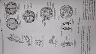 Lifecycle of Monocystis  BSc  MSc  Other competitive exams  Msc entrance Book [upl. by Sitnalta]