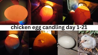 candling chicken eggs  egg checking with light 1 21 day [upl. by Clayborne]