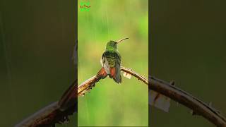 Hummingbird 🐦 call in Chopta Uttarakhand shorts viral bird [upl. by Roana]