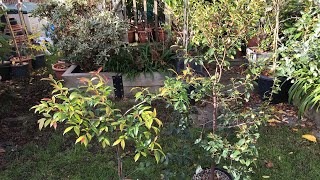 Lilly Pilly  Syzygium Smithii  and Magenta Cherry  Syzygium Paniculatum  November updates [upl. by Lenee]