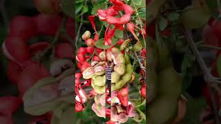 camachile satisfying shortvideo asmrviral fruit camachile in Philippines [upl. by Anivol761]