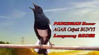 TERAPI AWAL KACER NGEPLONG GACOR UNTUK PANCINGAN KACER BAHAN LANGSUNG NYAUT BUNYI GACOR [upl. by Carmencita492]