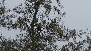 Rode Wouw of Buizerd in woonwijk Kauwtjes en Raven in paniek 1 van 2 [upl. by Hcirdla492]